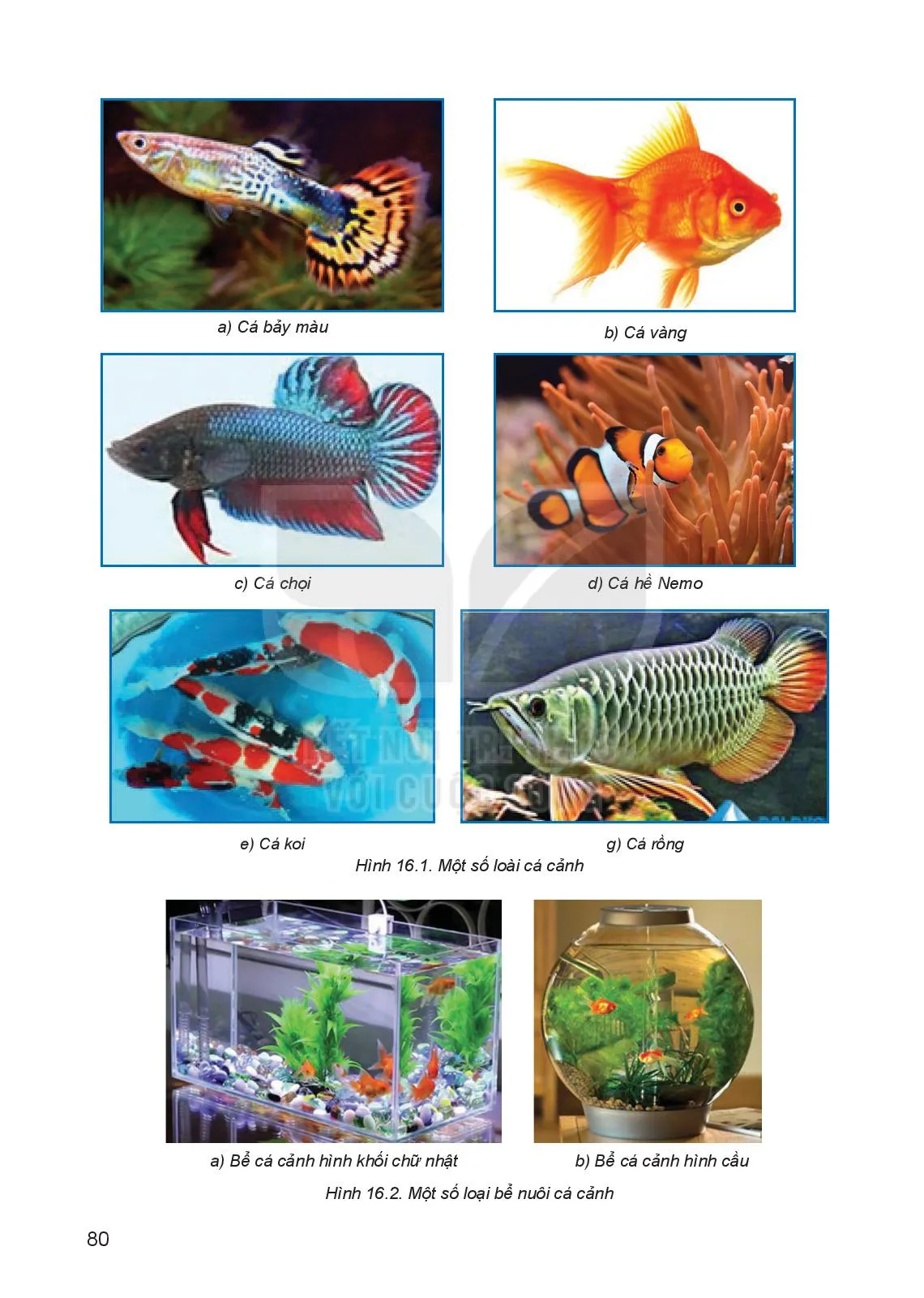Bài 16. Thực hành: Lập kế hoạch nuôi cá cảnh