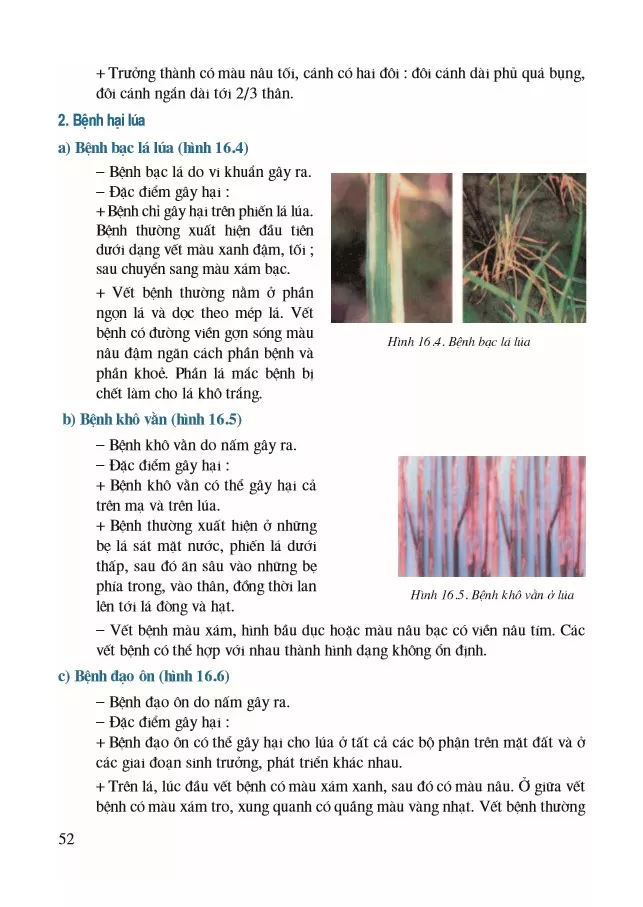 Bài 16. Thực hành – Nhận biết một số loại sâu, bệnh hại lúa
