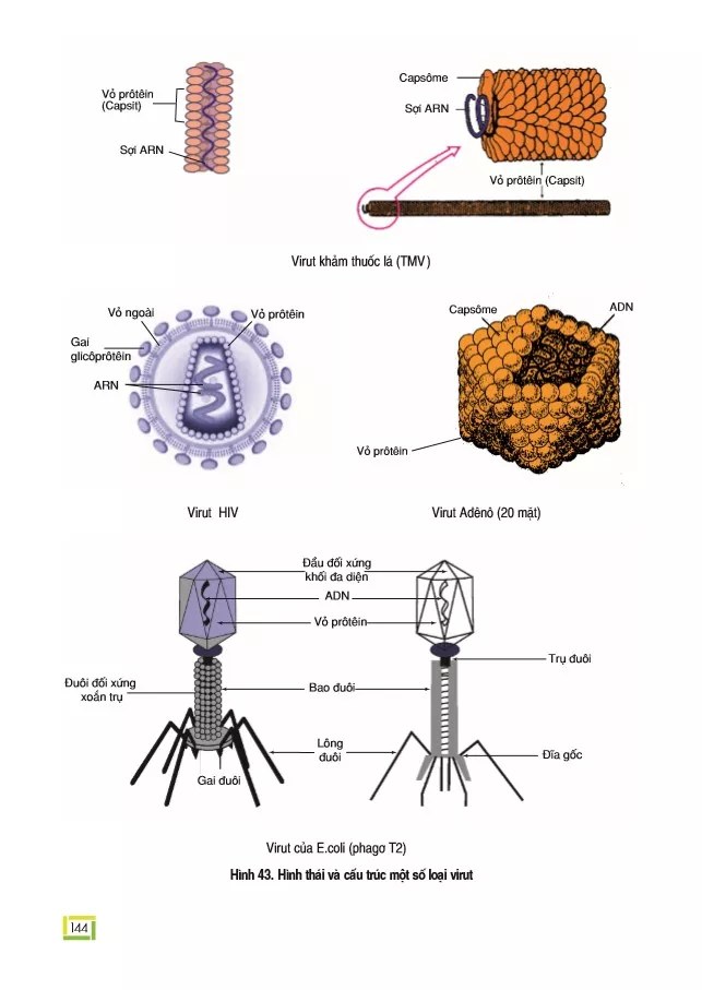 Bài 43. Cấu trúc các loại virut