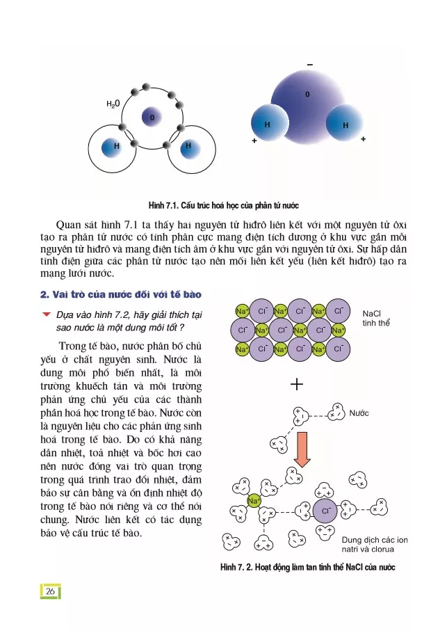 Bài 7. Các nguyên tố hoá học và nước của tế bào
