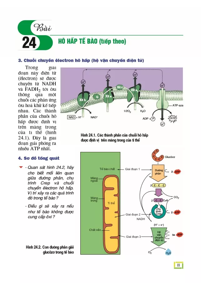 Bài 24. Hô hấp tế bào (tiếp theo)