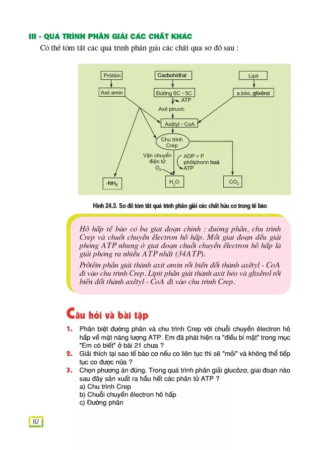 Bài 24. Hô hấp tế bào (tiếp theo)