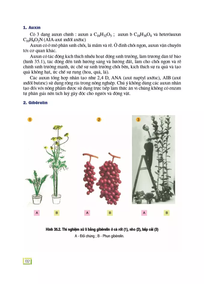 Bài 35: Hoocmôn thực vật