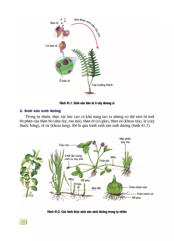Bài 41: Sinh sản vô tính ở thực vật 