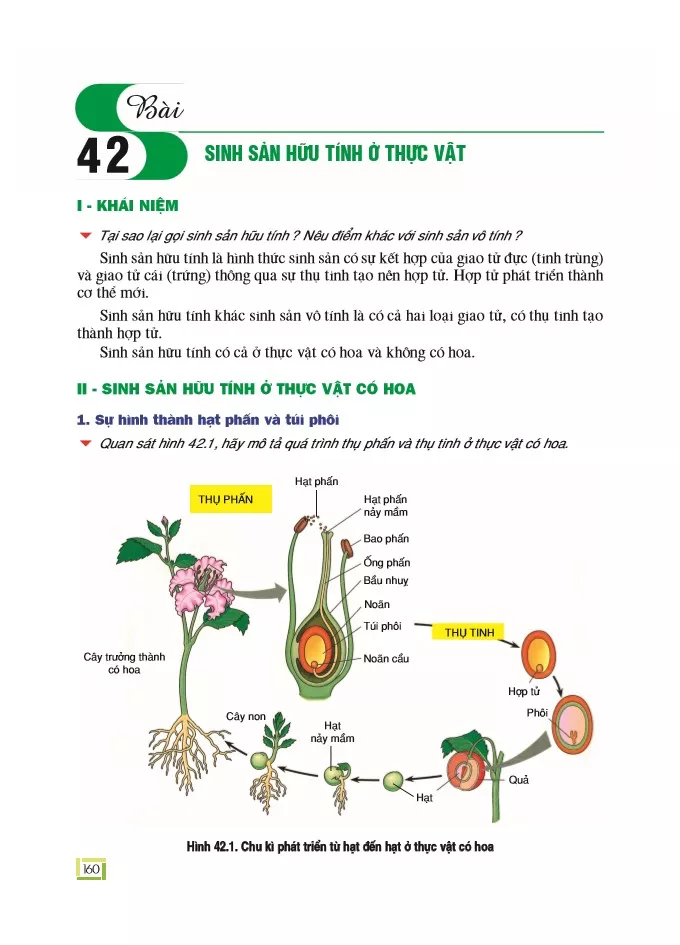 Bài 42: Sinh sản hữu tính ở thực vật 