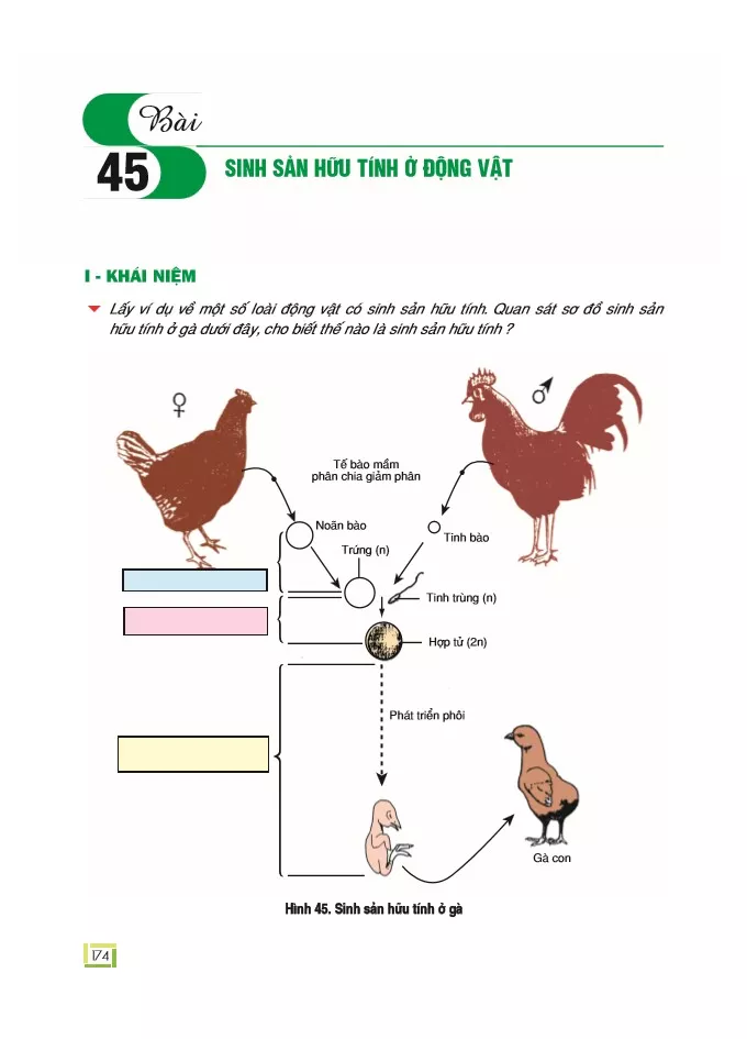 Bài 45: Sinh sản hữu tính ở động vật 