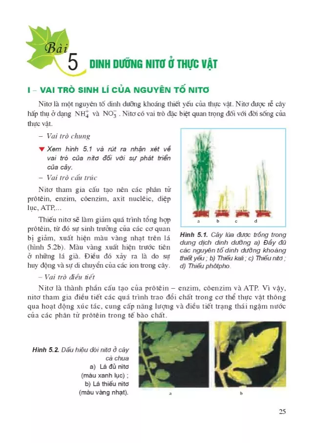 Bài 5. Dinh dưỡng nitơ ở thực vật