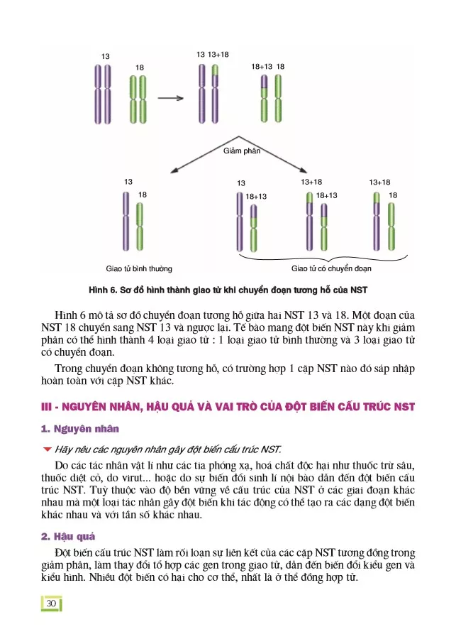 Bài 6. Đột biến cấu trúc nhiễm sắc thể