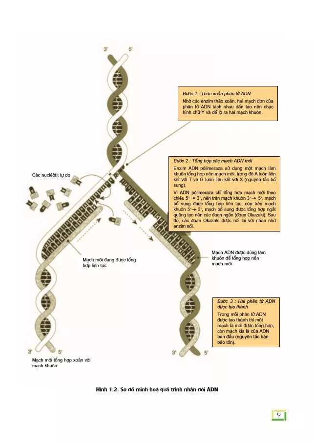 Bài 1. Gen, mã di truyền và quá trình nhân đôi ADN