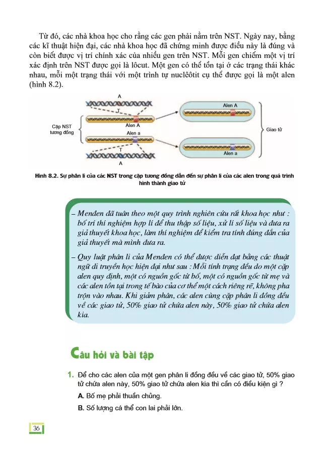 Bài 8. Quy luật Menđen: Quy luật phân li