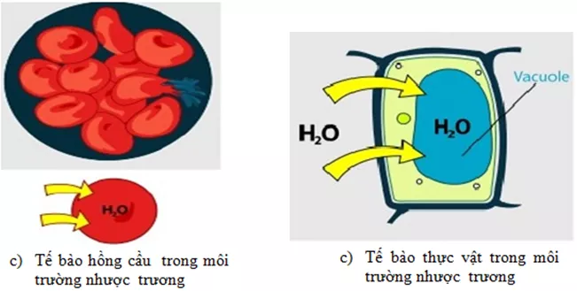 Bài 11: Vận chuyển các chất qua màng sinh chất Trac Nghiem Sinh Hoc 10 Bai 11 2780
