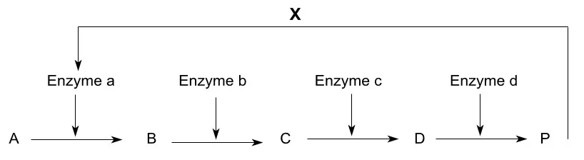 Bài 14: Enzim và vai trò của enzim trong quá trình chuyển hóa vật chất Trac Nghiem Sinh Hoc 10 Bai 14 2792.webp