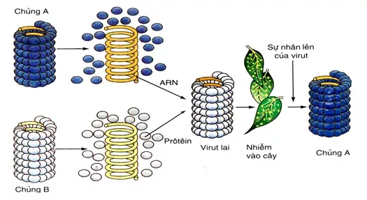 Bài 27: Các yếu tố ảnh hưởng đến sinh trưởng của vi sinh vật Trac Nghiem Sinh Hoc 10 Bai 27 2838.webp