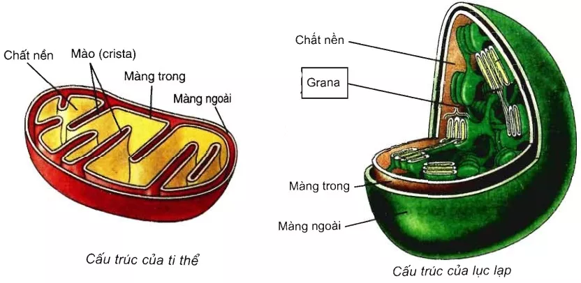 Bài 9: Tế bào nhân thực (tiếp theo) Trac Nghiem Sinh Hoc 10 Bai 9 2779.webp