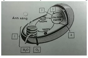 Bài tập trắc nghiệm Sinh học 11 | Câu hỏi trắc nghiệm Sinh học 11 có đáp án Bai 9 Quang Hop O Cac Nhom Thuc Vat C3 C4 Va Cam 2
