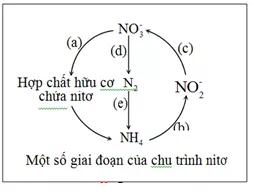 Trắc nghiệm Sinh học 12 Bài 1 (có đáp án): Gen, mã di truyền và quá trình nhân đôi ADN Bai 47 On Tap Phan Tien Hoa Va Sinh Thai Hoc 2 1