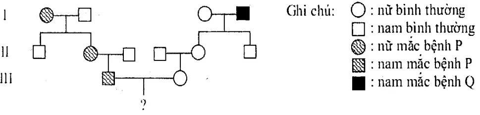 Cách giải bài tập xác suất trong di truyền người – di truyền phả hệ Cach Giai Bai Tap Xac Suat Trong Di Truyen Pha He 15823