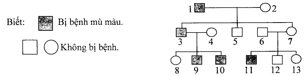 Cách giải bài tập xác suất trong di truyền người – di truyền phả hệ Cach Giai Bai Tap Xac Suat Trong Di Truyen Pha He 15831