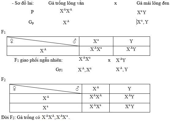 Cách giải bài tập xác suất trong quy luật di truyền – di truyền liên kết giới tính và phụ thuộc giới tính Cach Giai Bai Tap Xac Suat Trong Quy Luat Di Truyen Lien Ket Gioi Tinh 14647