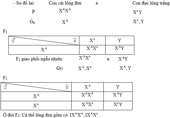 Cách giải bài tập xác suất trong quy luật di truyền – di truyền liên kết giới tính và phụ thuộc giới tính Cach Giai Bai Tap Xac Suat Trong Quy Luat Di Truyen Lien Ket Gioi Tinh 14650