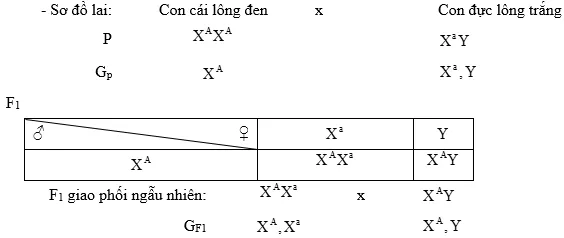 Cách giải bài tập xác suất trong quy luật di truyền – di truyền liên kết giới tính và phụ thuộc giới tính Cach Giai Bai Tap Xac Suat Trong Quy Luat Di Truyen Lien Ket Gioi Tinh 14736