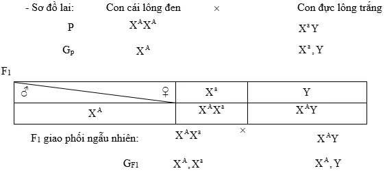 Cách giải bài tập xác suất trong quy luật di truyền – di truyền liên kết giới tính và phụ thuộc giới tính Cach Giai Bai Tap Xac Suat Trong Quy Luat Di Truyen Lien Ket Gioi Tinh 14747