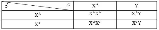Cách giải bài tập xác suất trong quy luật di truyền – di truyền liên kết giới tính và phụ thuộc giới tính Cach Giai Bai Tap Xac Suat Trong Quy Luat Di Truyen Lien Ket Gioi Tinh 14748