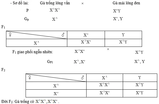 Cách giải bài tập xác suất trong quy luật di truyền – di truyền liên kết giới tính và phụ thuộc giới tính Cach Giai Bai Tap Xac Suat Trong Quy Luat Di Truyen Lien Ket Gioi Tinh 14762