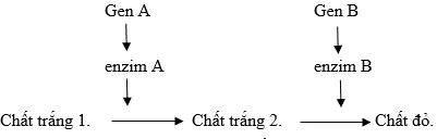 Cách giải bài tập xác suất trong quy luật di truyền – di truyền tương tác gen và gen đa hiệu Cach Giai Bai Tap Xac Suat Trong Quy Luat Di Truyen Tuong Tac Gen 14159