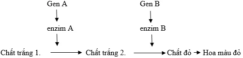 Cách giải bài tập xác suất trong quy luật di truyền – di truyền tương tác gen và gen đa hiệu Cach Giai Bai Tap Xac Suat Trong Quy Luat Di Truyen Tuong Tac Gen 14202