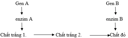 Cách giải bài tập xác suất trong quy luật di truyền – di truyền tương tác gen và gen đa hiệu Cach Giai Bai Tap Xac Suat Trong Quy Luat Di Truyen Tuong Tac Gen 14263