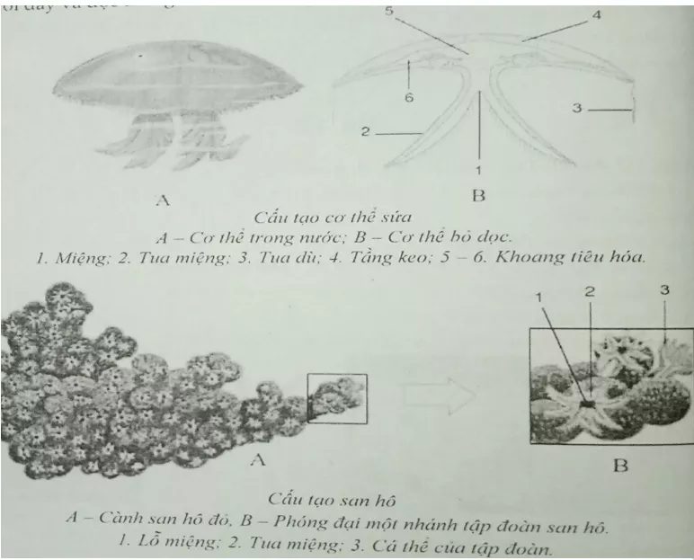 Đề kiểm tra Sinh học lớp 7 có đáp án De 2 Sinh 1 Tiet Ki 1 Cau 1 Tl