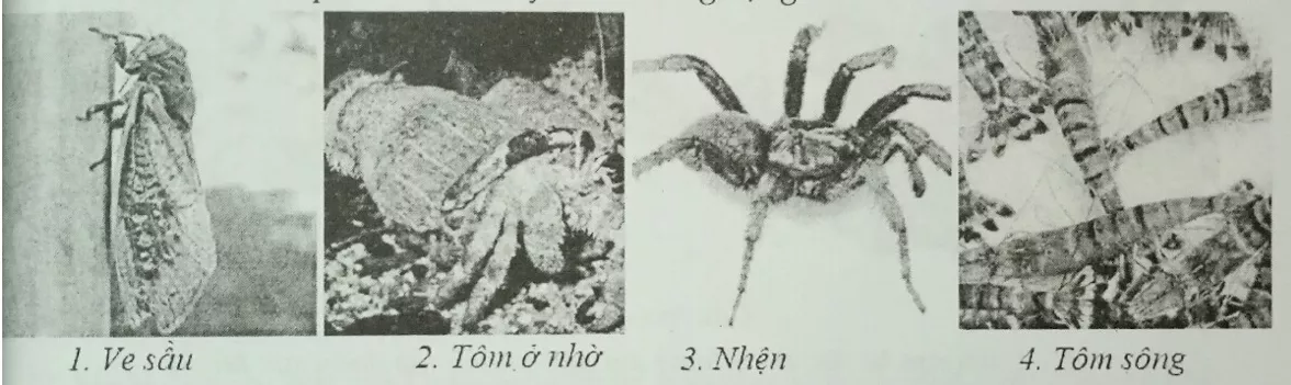 Đề kiểm tra Sinh học lớp 7 có đáp án De 2 Sinh 1 Tiet Ki 1 Cau 2 Tn