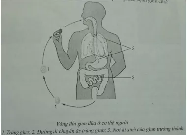 Đề kiểm tra Sinh học lớp 7 có đáp án De 3 Sinh 1 Tiet Ki 1 Cau 1 Tl