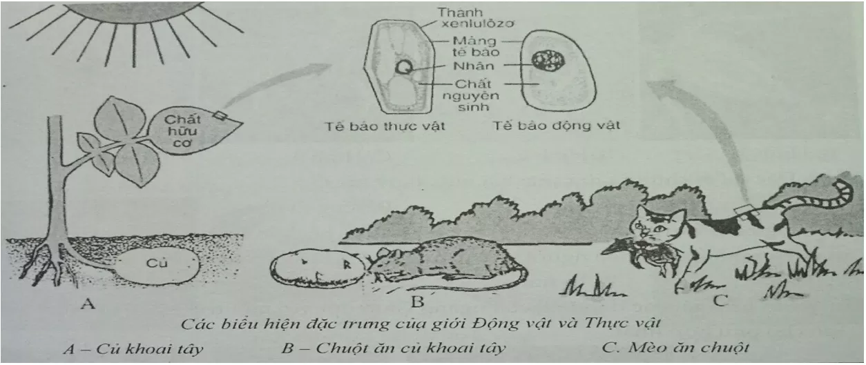 Đề kiểm tra Sinh học lớp 7 có đáp án De 4 Sinh 1 Tiet Ki 1 Cau 1 Tl