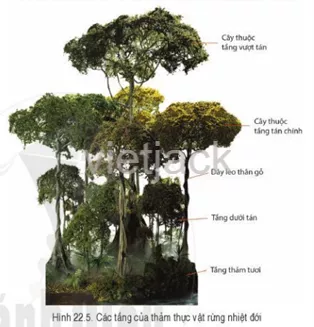 Quan sát hình 22.5, hãy mô tả cấu trúc của rừng nhiệt đới Cau Hoi 2 Trang 182 Dia Li Lop 6 Canh Dieu