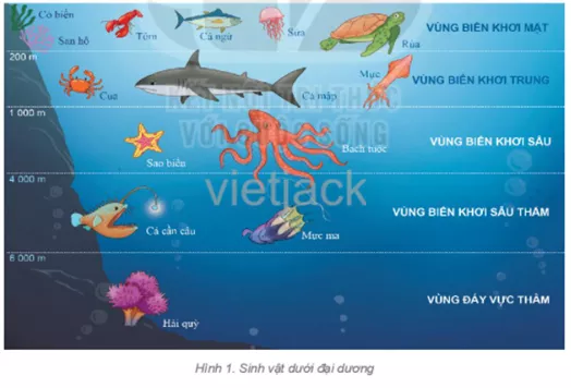 em hãy kể tên một số loài sinh vật ở các vùng biển trong đại dương Cau Hoi 1 Trang 171 Dia Li Lop 6 Ket Noi Tri Thuc