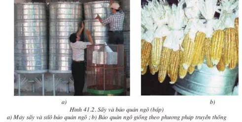 Lý thuyết Công nghệ 10  Bài 41: Bảo quản hạt, củ làm giống (hay, chi tiết) | Lý thuyết Công nghệ 10 đầy đủ nhất Ly Thuyet Bao Quan Hat Cu Lam Giong 1