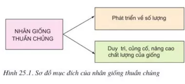 Lý thuyết Công nghệ 10  Bài 25: Các phương pháp nhân giống vật nuôi và thủy sản (hay, chi tiết) | Lý thuyết Công nghệ 10 đầy đủ nhất Ly Thuyet Cac Phuong Phap Nhan Giong Vat Nuoi Va Thuy San
