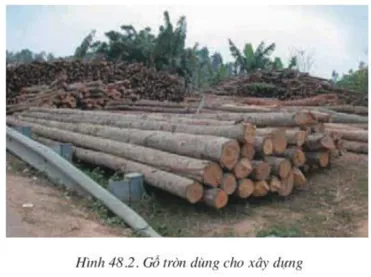 Lý thuyết Công nghệ 10  Bài 48: Chế biến sản phẩm cây công nghiệp và lâm sản (hay, chi tiết) | Lý thuyết Công nghệ 10 đầy đủ nhất Ly Thuyet Che Bien San Pham Cay Cong Nghiep Va Lam San 1