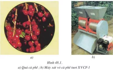 Lý thuyết Công nghệ 10  Bài 48: Chế biến sản phẩm cây công nghiệp và lâm sản (hay, chi tiết) | Lý thuyết Công nghệ 10 đầy đủ nhất Ly Thuyet Che Bien San Pham Cay Cong Nghiep Va Lam San