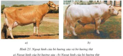 Lý thuyết Công nghệ 10  Bài 23: Chọn lọc giống vật nuôi (hay, chi tiết) | Lý thuyết Công nghệ 10 đầy đủ nhất Ly Thuyet Chon Loc Giong Vat Nuoi