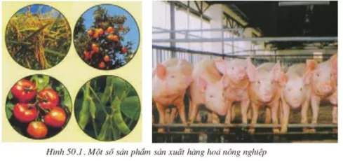 Lý thuyết Công nghệ 10 Bài 50: Doanh nghiệp và hoạt động kinh doanh của doanh nghiệp (hay, chi tiết) | Lý thuyết Công nghệ 10 đầy đủ nhất Ly Thuyet Doanh Nghiep Va Hoat Dong Kinh Doanh Cua Doanh Nghiep 1