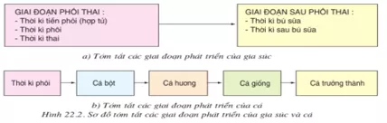 Lý thuyết Công nghệ 10  Bài 22: Quy luật sinh trưởng, phát dục của vật nuôi (hay, chi tiết) | Lý thuyết Công nghệ 10 đầy đủ nhất Ly Thuyet Quy Luat Sinh Truong Phat Duc Cua Vat Nuoi 1