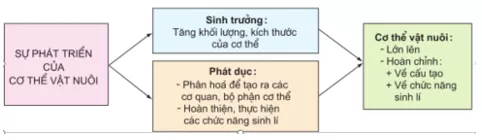 Lý thuyết Công nghệ 10  Bài 22: Quy luật sinh trưởng, phát dục của vật nuôi (hay, chi tiết) | Lý thuyết Công nghệ 10 đầy đủ nhất Ly Thuyet Quy Luat Sinh Truong Phat Duc Cua Vat Nuoi