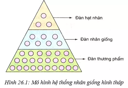 Lý thuyết Công nghệ 10  Bài 26: Sản xuất giống trong chăn nuôi và thủy sản (hay, chi tiết) | Lý thuyết Công nghệ 10 đầy đủ nhất Ly Thuyet San Xuat Giong Trong Chan Nuoi Va Thuy San