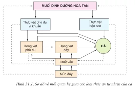 Lý thuyết Công nghệ 10 Bài 31: Sản xuất thức ăn nuôi thủy sản (hay, chi tiết) | Lý thuyết Công nghệ 10 đầy đủ nhất Ly Thuyet San Xuat Thuc An Nuoi Thuy San