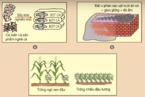 Lý thuyết Công nghệ 7 Bài 40: Sản xuất thức ăn vật nuôi (hay, chi tiết) Ly Thuyet San Xuat Thuc An Vat Nuoi
