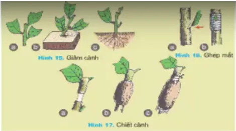 Lý thuyết Công nghệ 7 Bài 11: Sản xuất vào bảo quản giống cây trồng (hay, chi tiết) Ly Thuyet San Xuat Vao Bao Quan Giong Cay Trong 1
