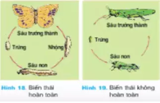 Lý thuyết Công nghệ 7 Bài 12: Sâu, bệnh hại cây trồng (hay, chi tiết) Ly Thuyet Sau Benh Hai Cay Trong